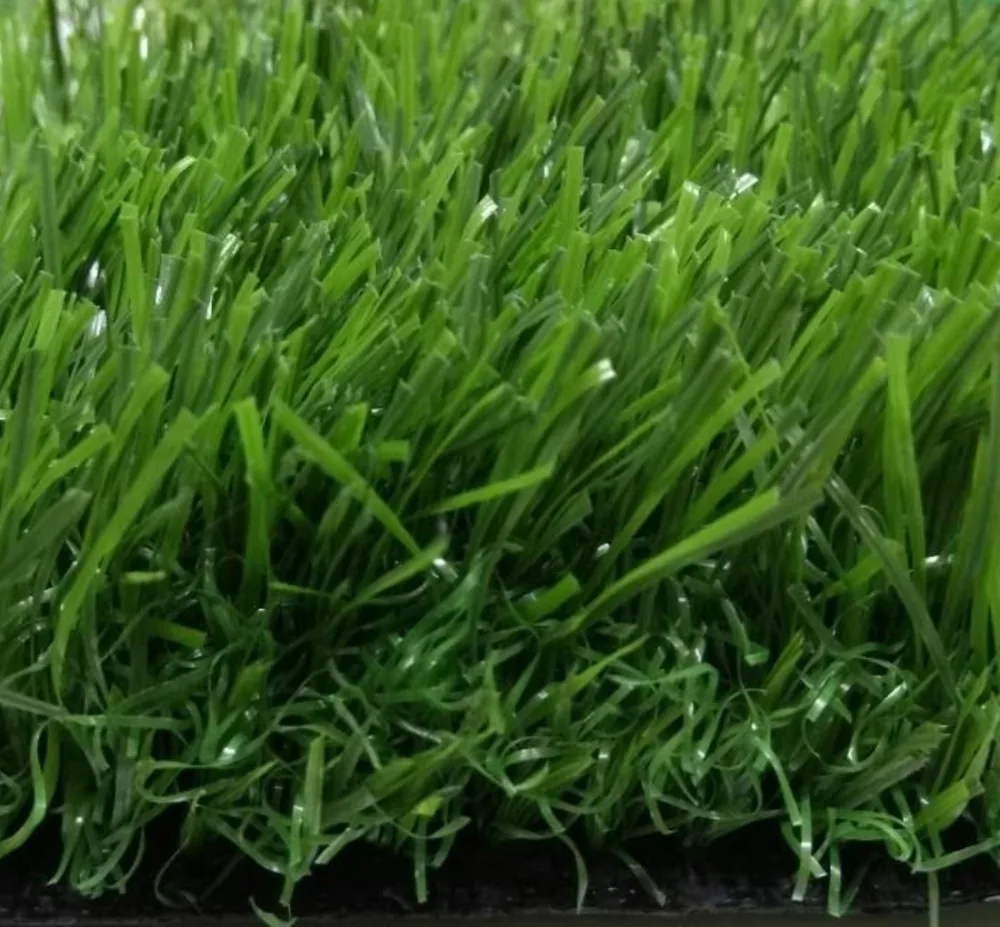 草高 3cm-夏綠蒂